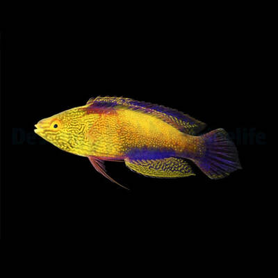Cirrhilabrus Rhomboidalis Male M