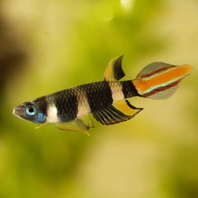 Epiplatys annulatus