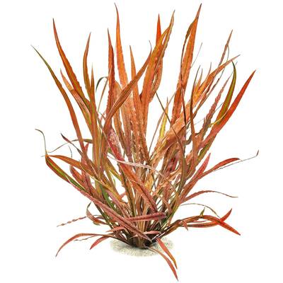 Stoffels Cryptocoryne spiralis Red