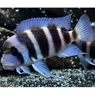 Cynotilapia Frontosa XS