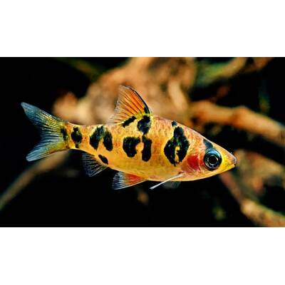 Puntius Rhomboocellatus