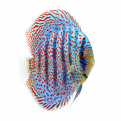 Symphysodon Aequifasciatus leopard 10cm