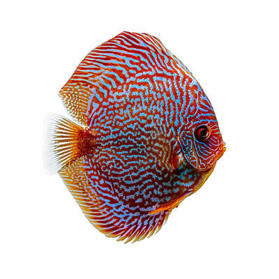 Symphysodon Aequifasciatus Red Snakeskin 11-12cm