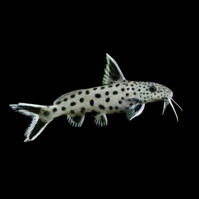 Synodontis Lucipinnis S