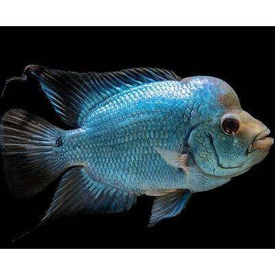 Flowerhorn Thai Silk AAA 8-10 cm