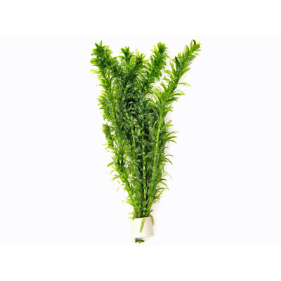 Stoffels Egeria Densa Bund