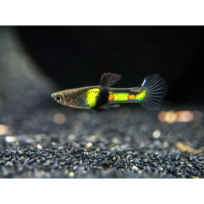 Poecilia Wingei El Tigre (M/F) M