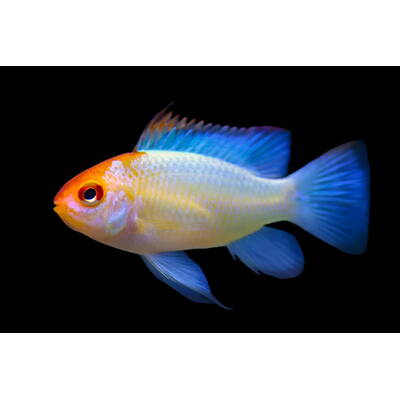 Microgeophagus Ramirezi Blue Orange Head S/M