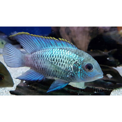 Andinoacara Pulcher Electric Blue S/M