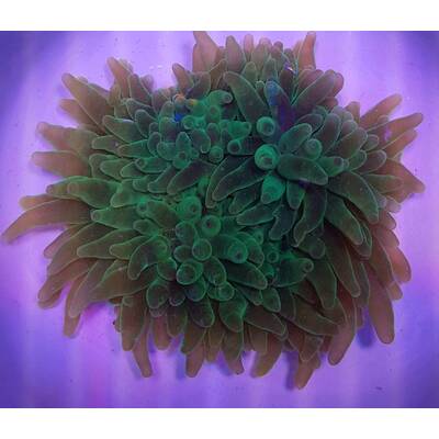 Entacmaea Quadricolor Green