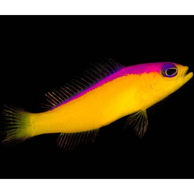 Pictichromis Diadema