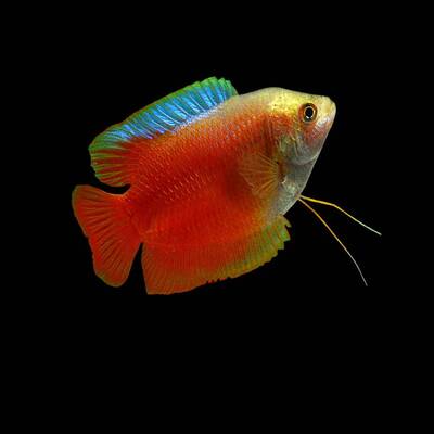 Gourami Dwarf Red (M/F) L