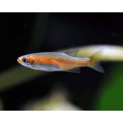 Microrasbora Rubescens M/L