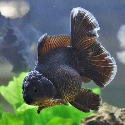 Oranda Black 6-7cm