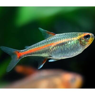 Glowlight Tetra M