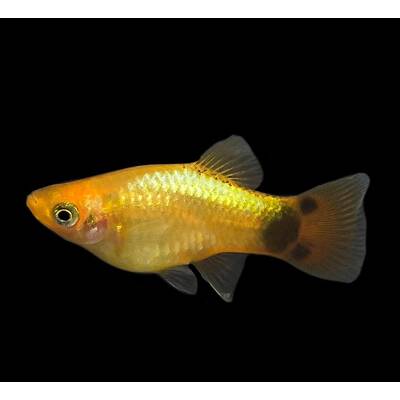 Platy Neon Gold Mickey