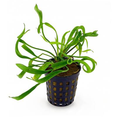 Stoffels Helanthium bolivianum 'Vesuvius'