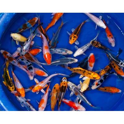 Koi Mix Extra Colour 9-11 cm