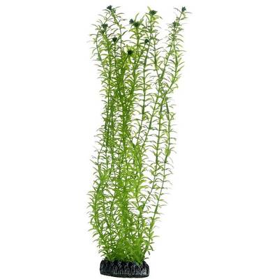 Hobby Lagarosiphon 20 cm