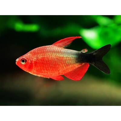 Hyphessobrycon Peugeoti S