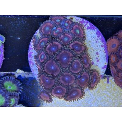 Zoanthus spp. (Kedd's Red) (frag)