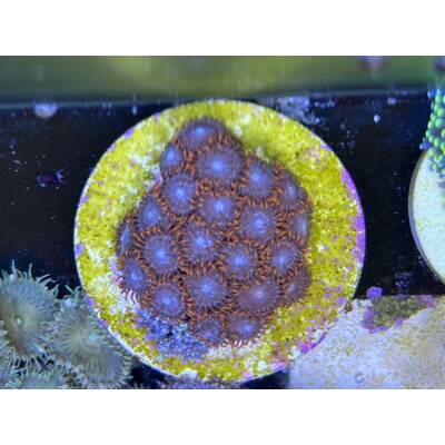 Zoanthus spp. (Fire and Ice) 3