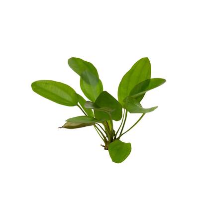 Stoffels Echinodorus 'Little bear'