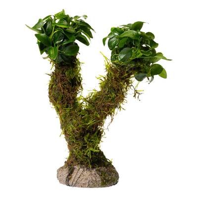 Stoffels Bonsai tree with Vesicularia 'Xmas' and Anubias 'Mini'