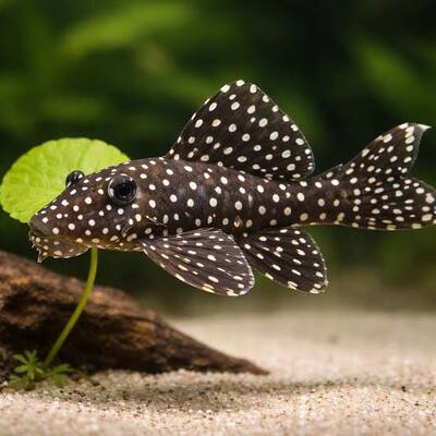L007 Leporacanthicus CF. Galaxias M