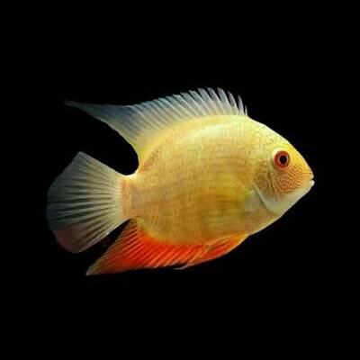 Heros Severum Gold 2-3cm