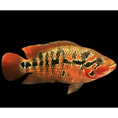 Parachromis Motaguensis S