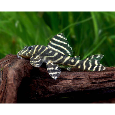 L340 Hypancistrus sp. M