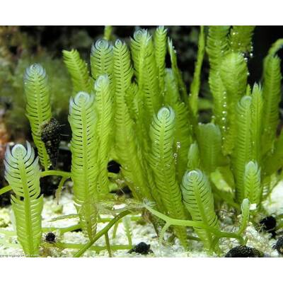 Caulerpa spp. Without Rock