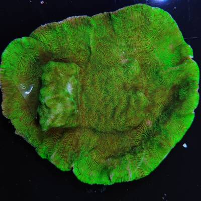 Pavona Explanulata
