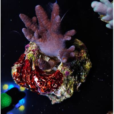Sinularia Spp. 1