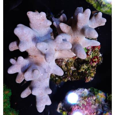 Lithophyton spp.