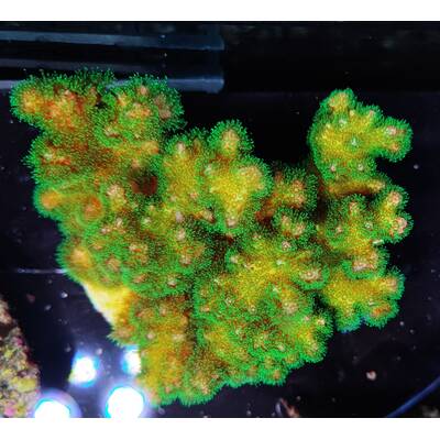 Pocillopora verrucosa Yellow-Green