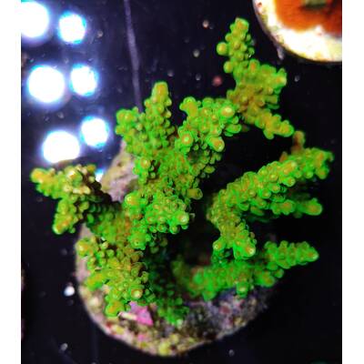 Acropora Glauca (Joe's Mango Garden)