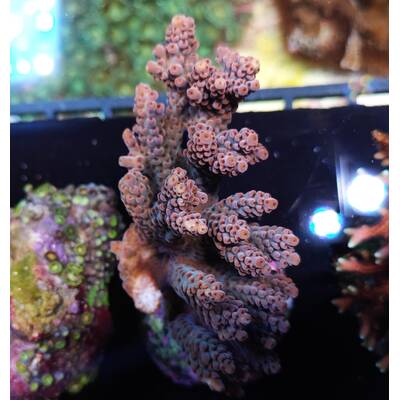 Acropora Latistella