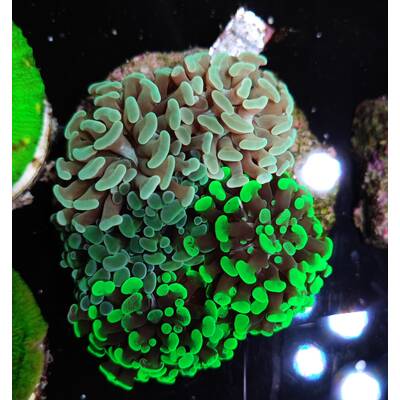 Euphyllia Paraancora Garden