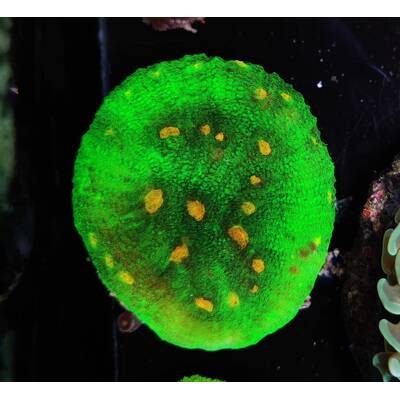 Echinophyllia Sp