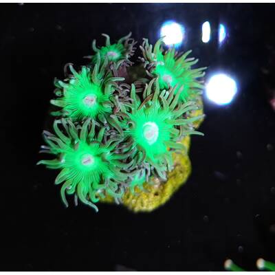 Duncanopsammia Axifuga (5 polyps)