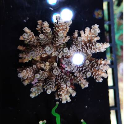 Acropora spp. (Maricultured) (Premium)
