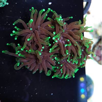 Euphyllia Glabrescens (Blueberry)