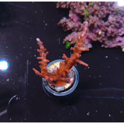 Acropora Carduus (Red Dragon)