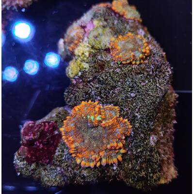 Rhodactis Inchoata