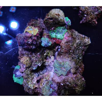 Discosoma Mix 3