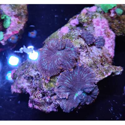 Discosoma Mix 4