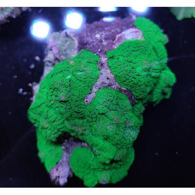 Rhodactis Green