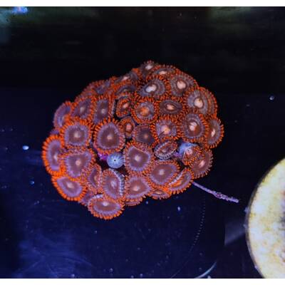 Zoanthus spp. (Red People Eater)